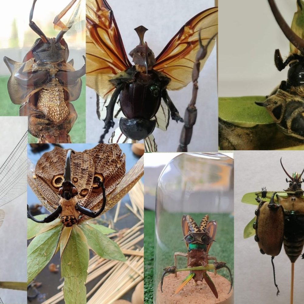 FM-Elaboración de esculturas con insectos